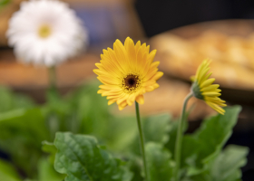 Promocija-diplomanata-2023-230